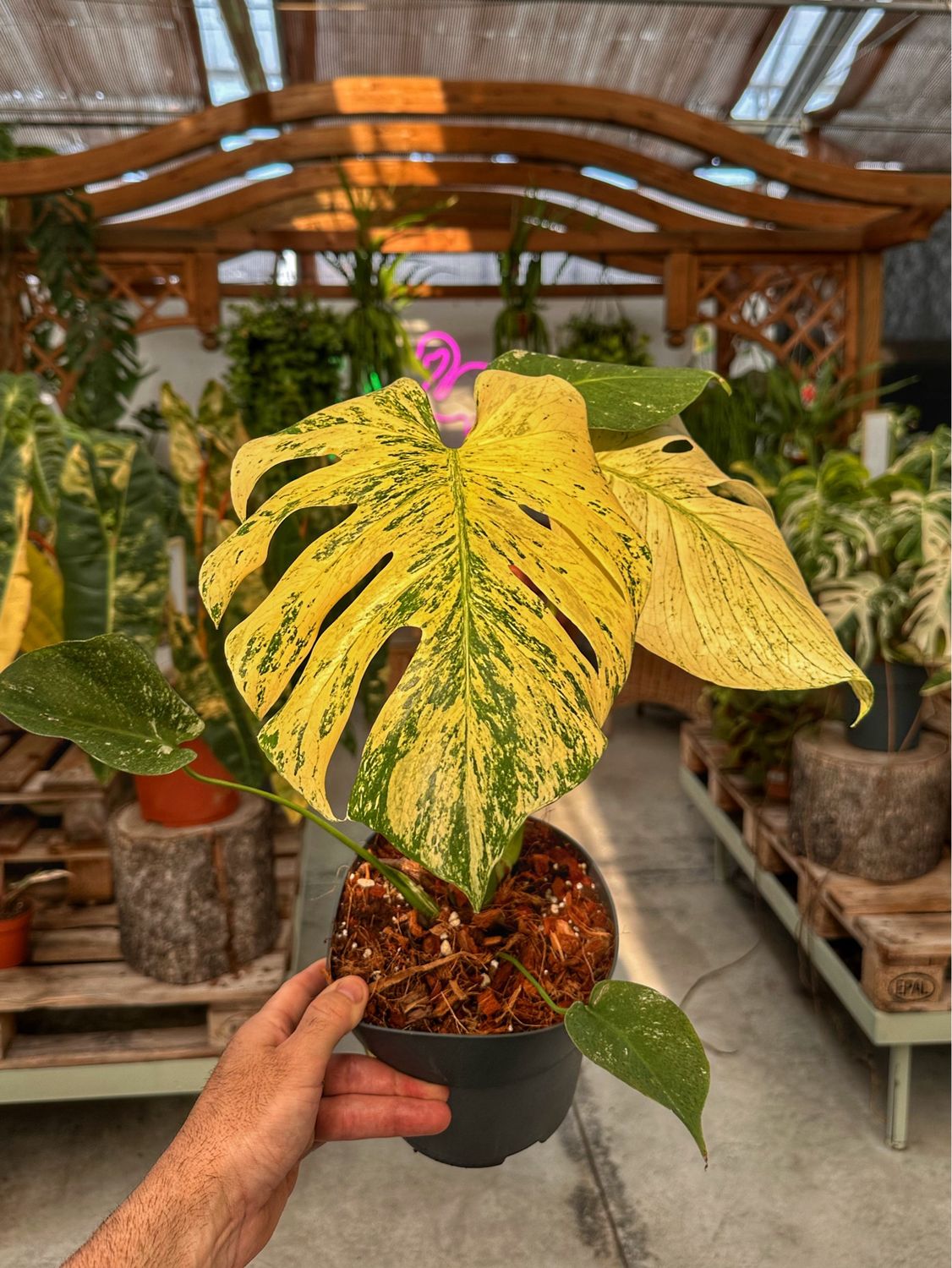 Monstera White Monster vaso cm 17