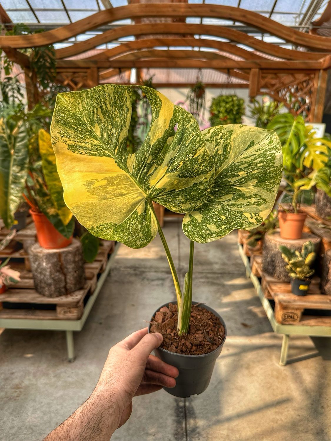 Monstera legacy Diamond vaso cm 14