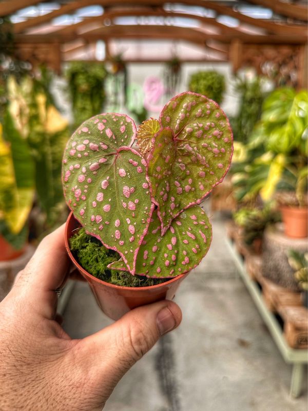 Begonia Maura wahau vaso cm 8