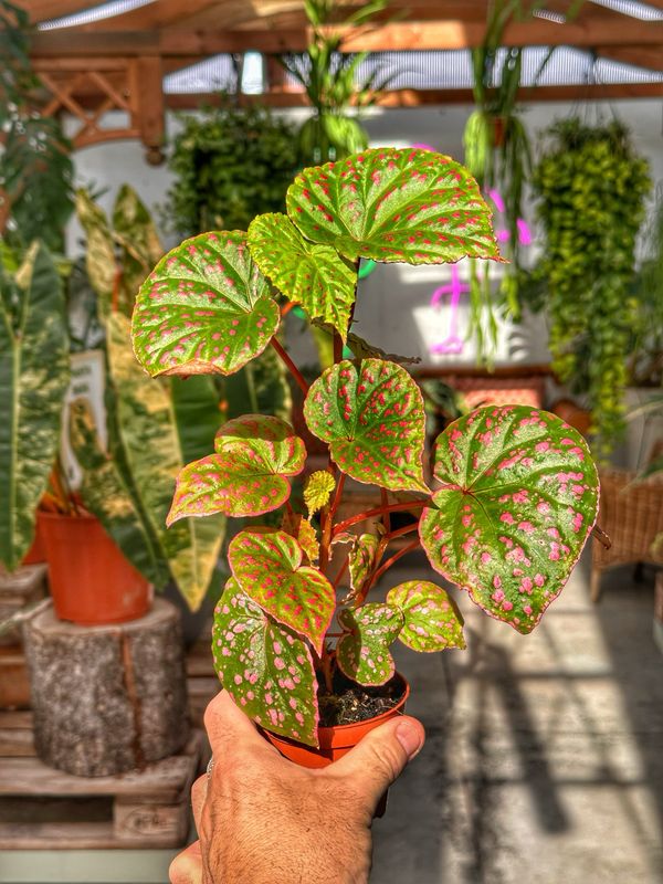 Begonia Maura wahau vaso cm 8