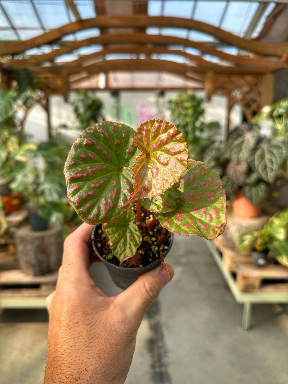 Begonia Maura wahau vaso cm 7