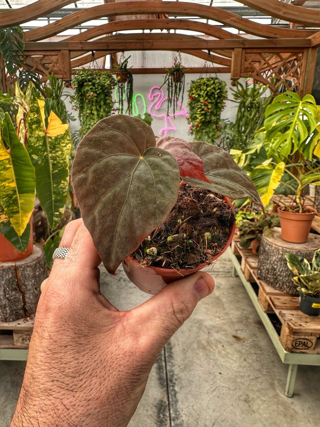 Begonia pavonina vaso cm 8