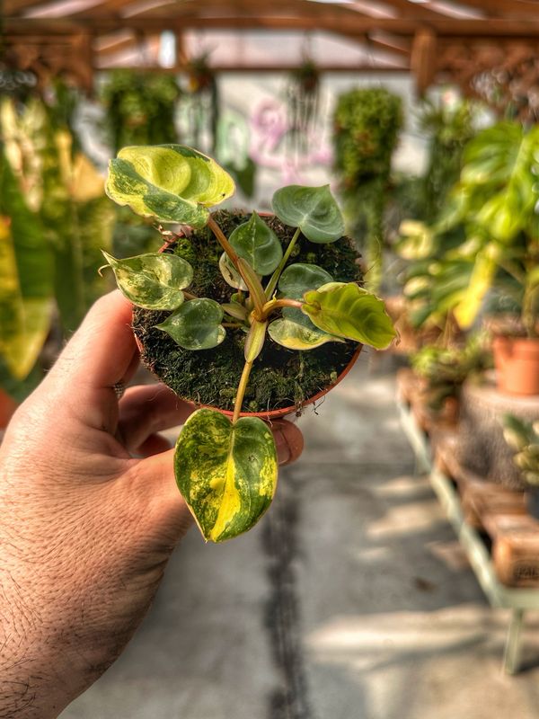 Philodendron billietiae variegata vaso cm 8