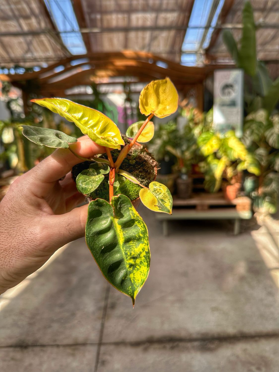 Philodendron billietiae variegata vaso cm 8