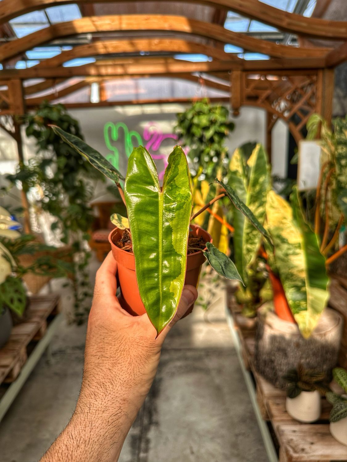 Philodendron billietiae variegata vaso cm 10,5
