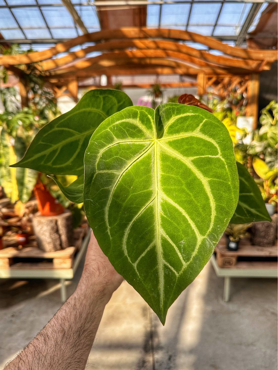 Anthurium magnificum vaso cm 12