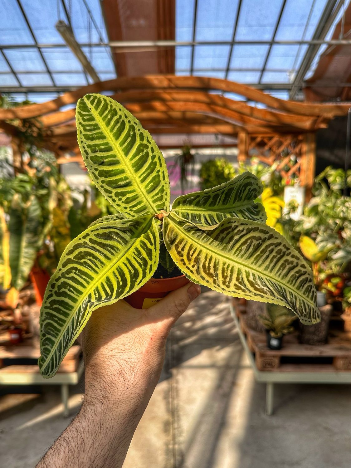 Labisia japonica vaso cm 10,5