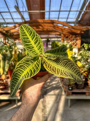 Labisia japonica vaso cm 10,5