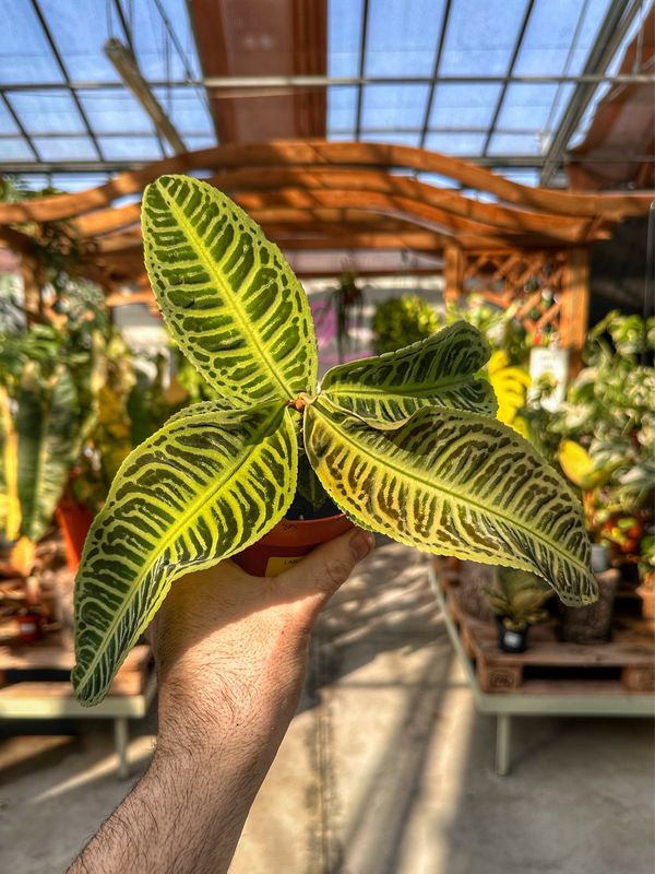 Labisia japonica vaso cm 10,5