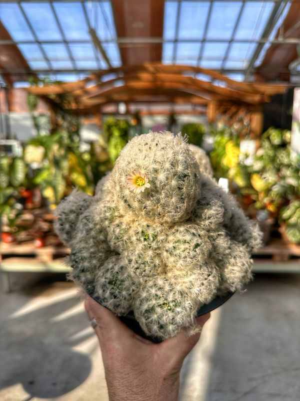 Mammillaria plumosa vaso cm 17