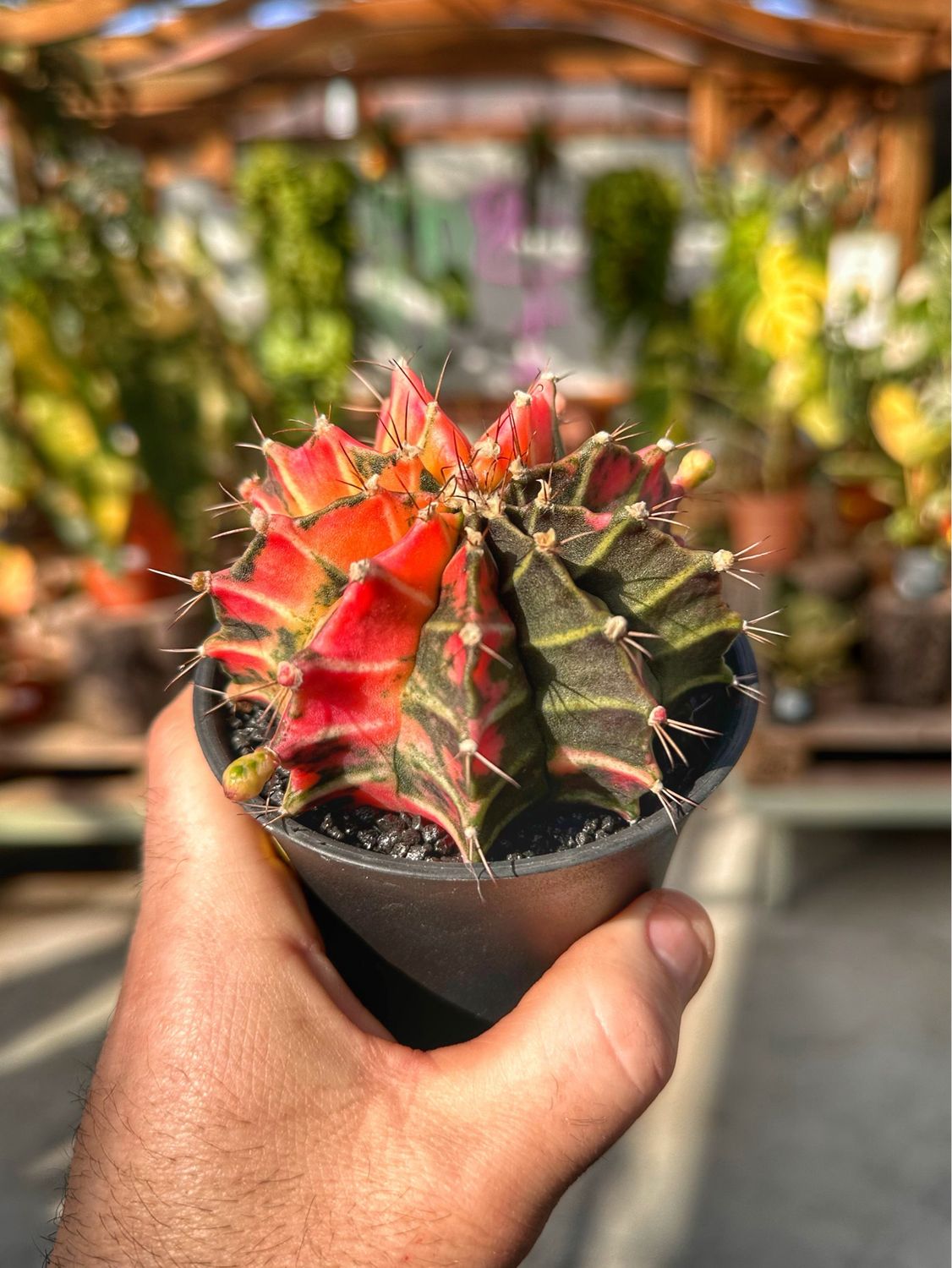 Gymnocalicium variegato vaso cm 10