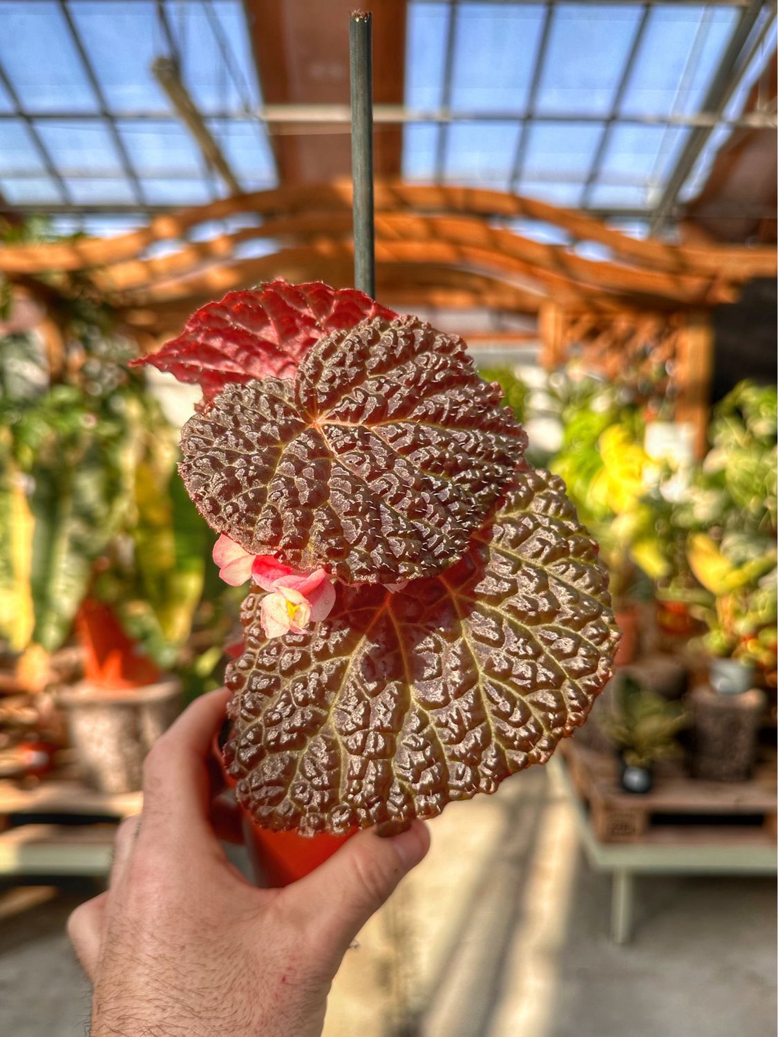 Begonia baik X dracopelta vaso cm 8