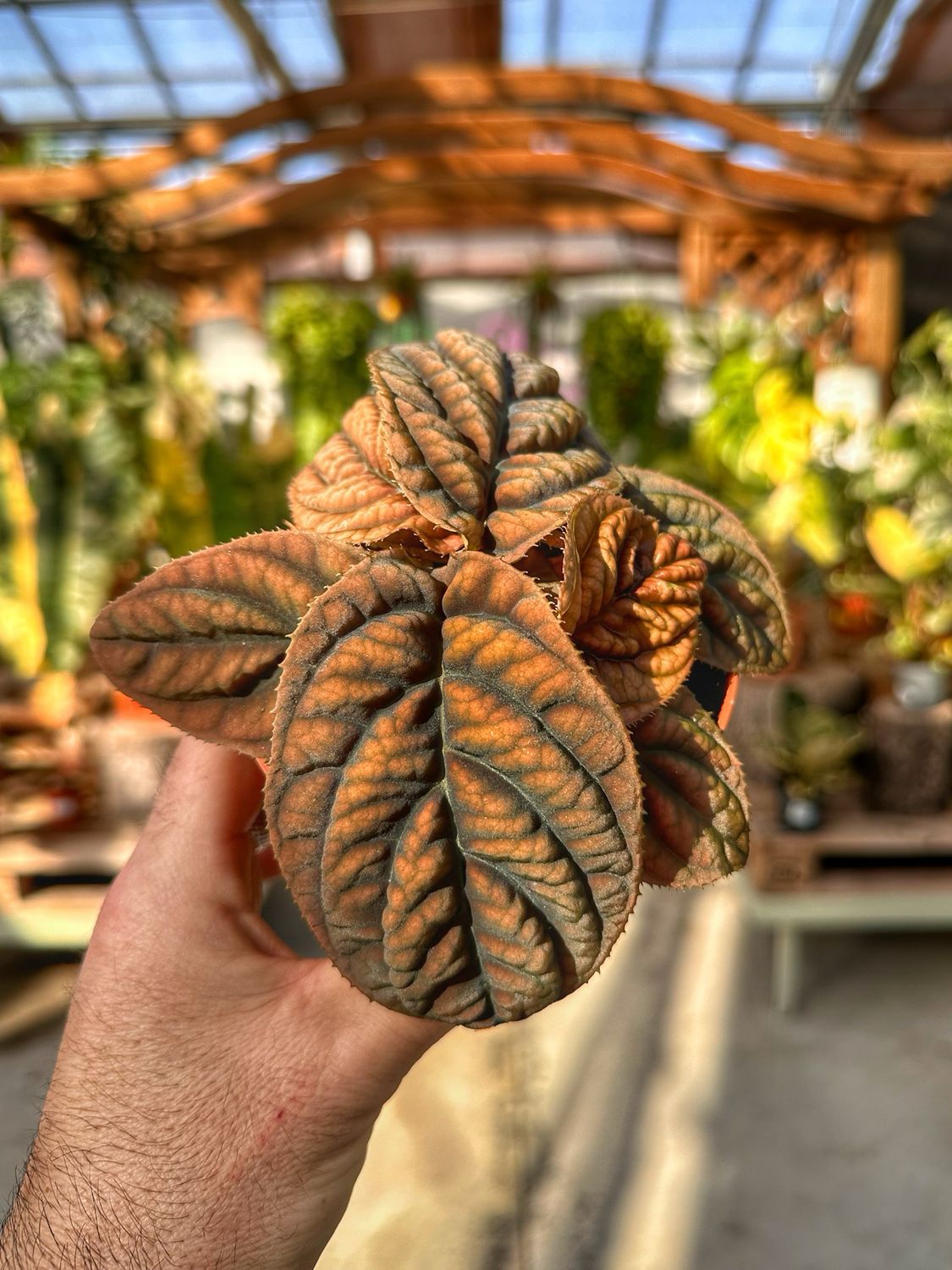 Labisia Vietnam vaso cm 10,5