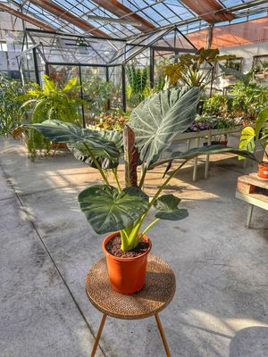 Alocasia regal shield vaso cm 24