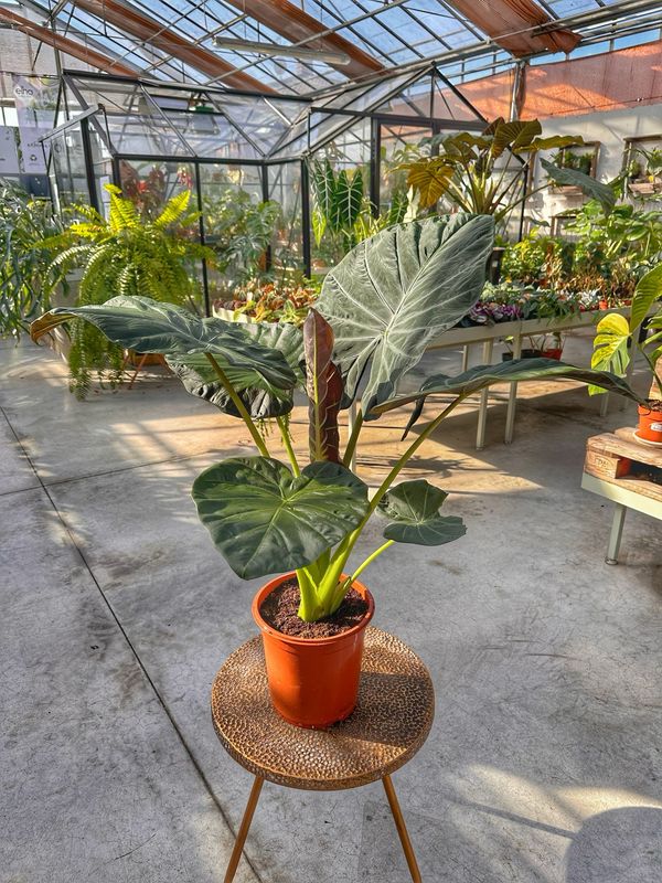 Alocasia regal shield vaso cm 24