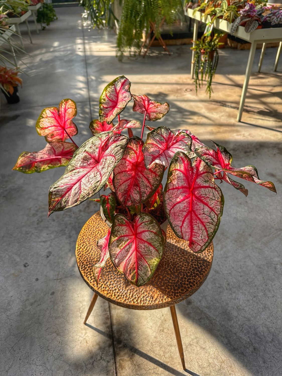 Caladium white queen vaso cm 17