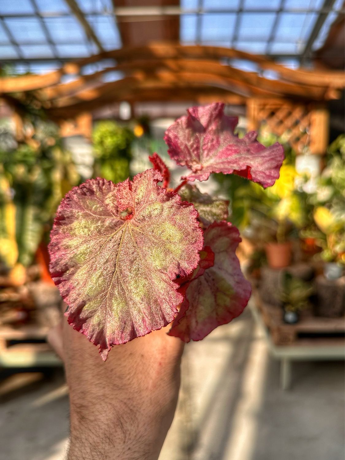 Begonia pink Panther vaso cm 8