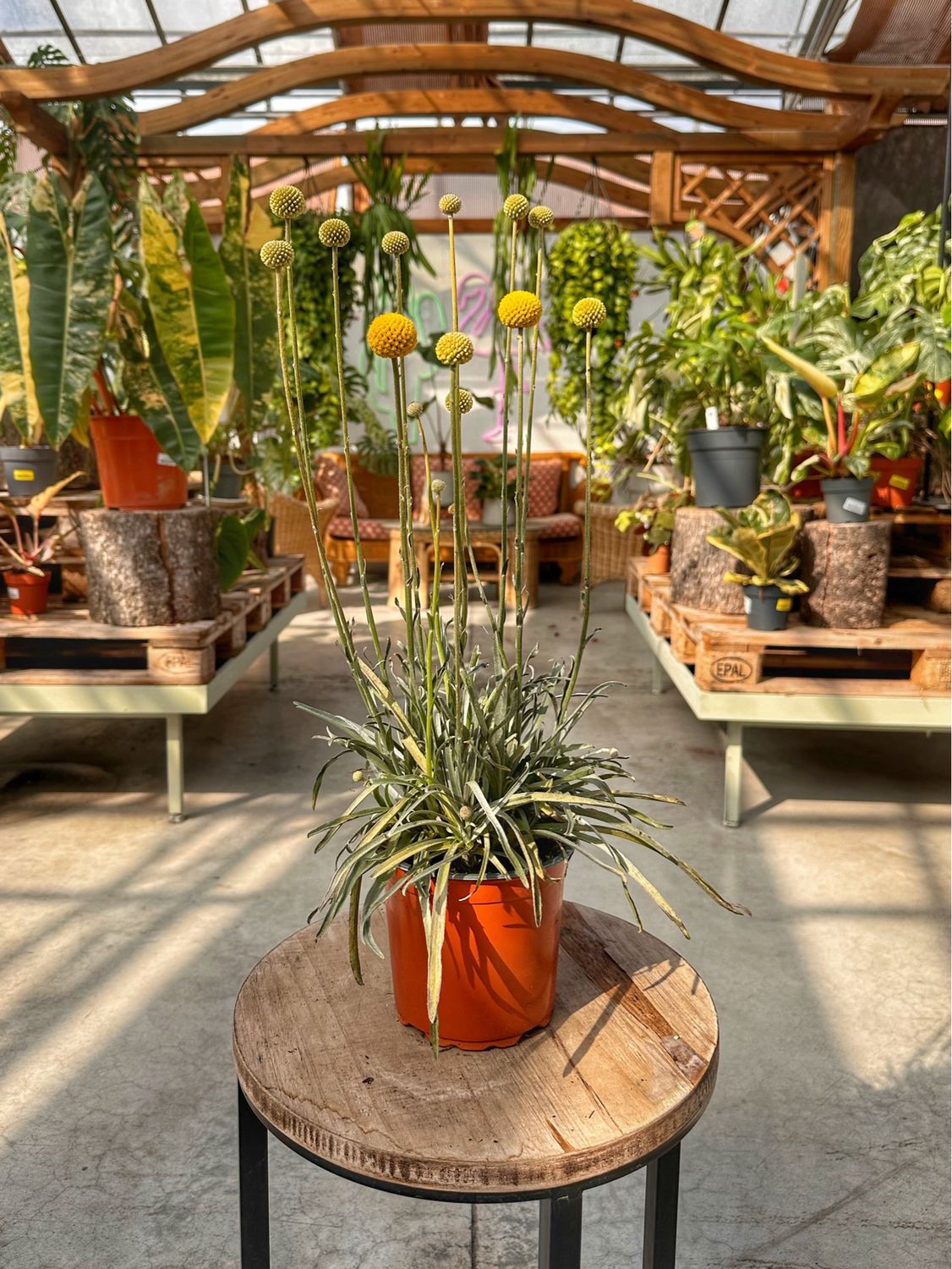 Craspedia vaso cm 14