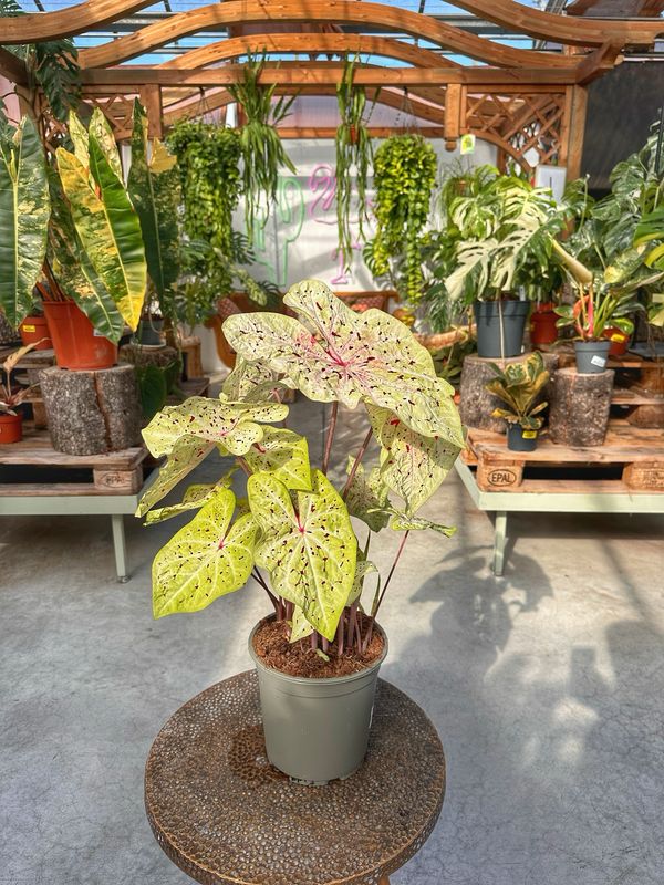 Caladium Miss muffet vaso c 21