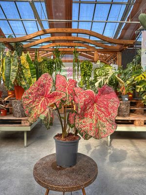 Caladium ballet slippers vaso cm 21
