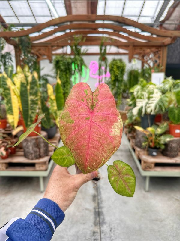 Caladium sexy pink vaso cm 8