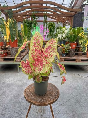 Caladium raspberry moon vaso cm 21