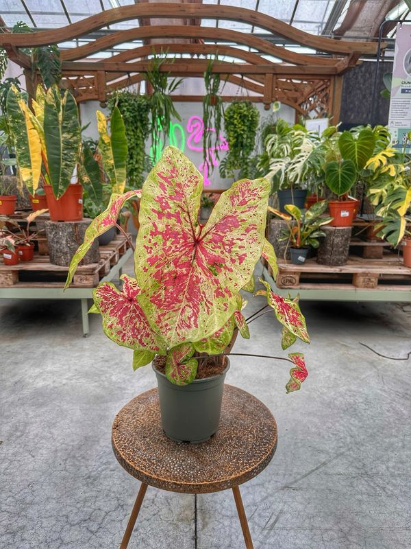 Caladium raspberry moon vaso cm 21