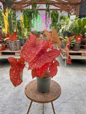 Caladium burning heart vaso cm 21