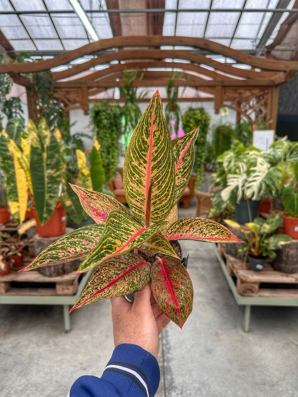 Aglaonema romance red vaso cm 12