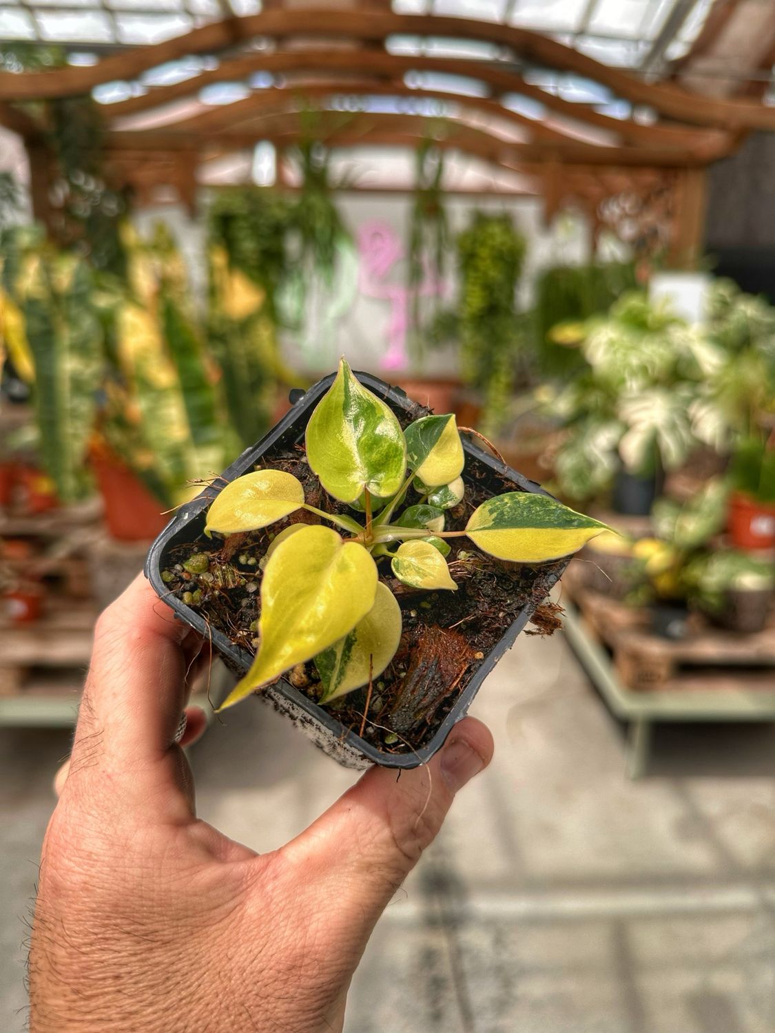 Philodendron billietiae variegato vaso cm 7