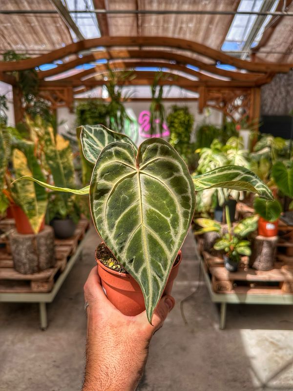 Anthurium snow queen vaso cm 12