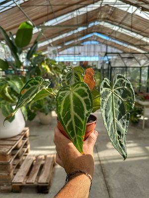 Anthurium snow queen vaso cm 12