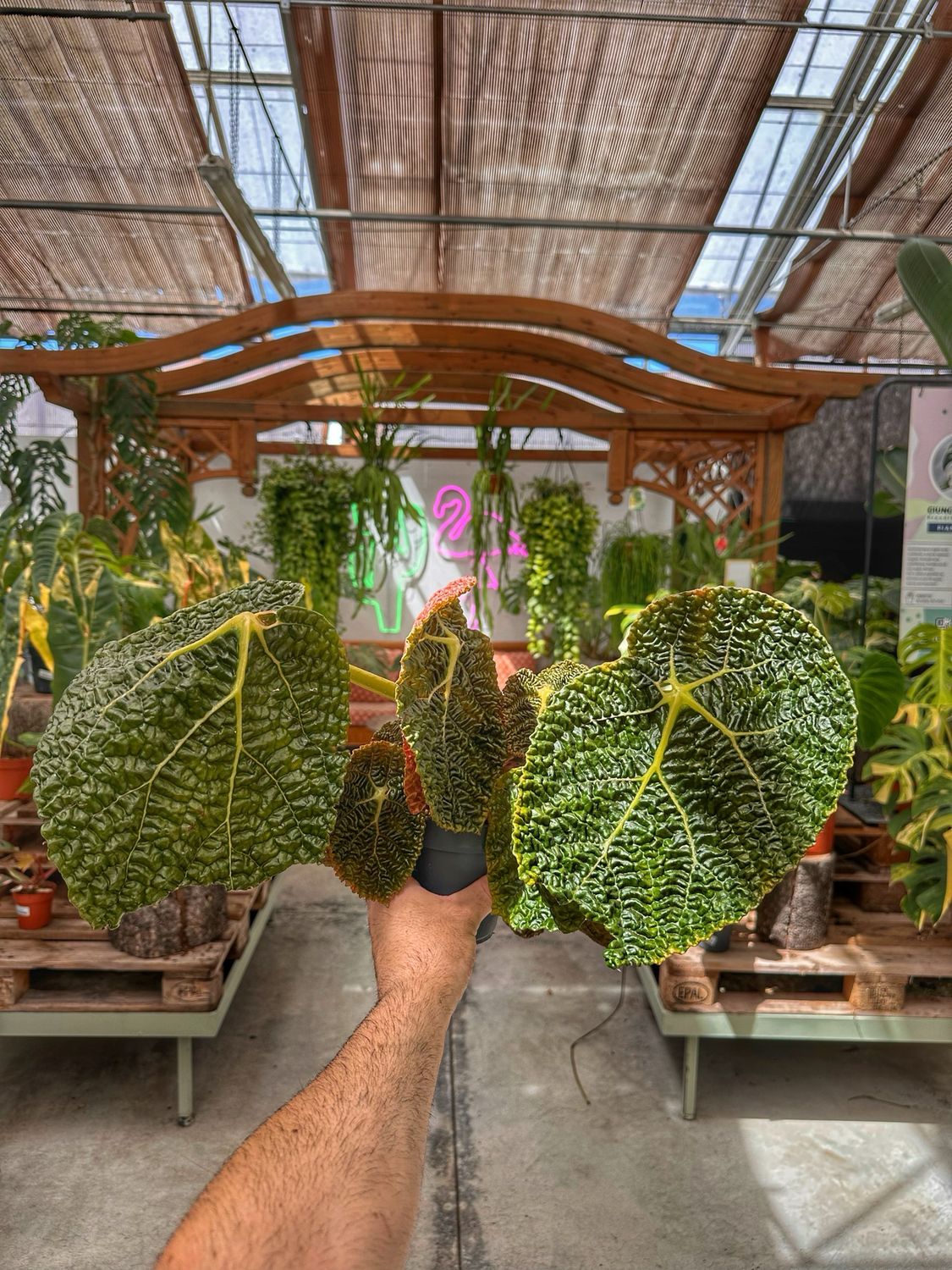 Begonia gehrtii vaso cm 12