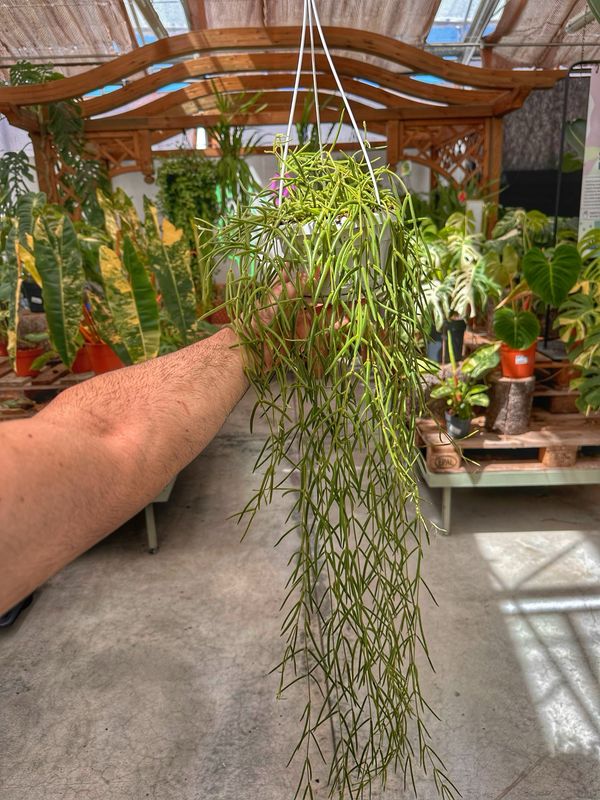 Hoya linearis vaso cm 14