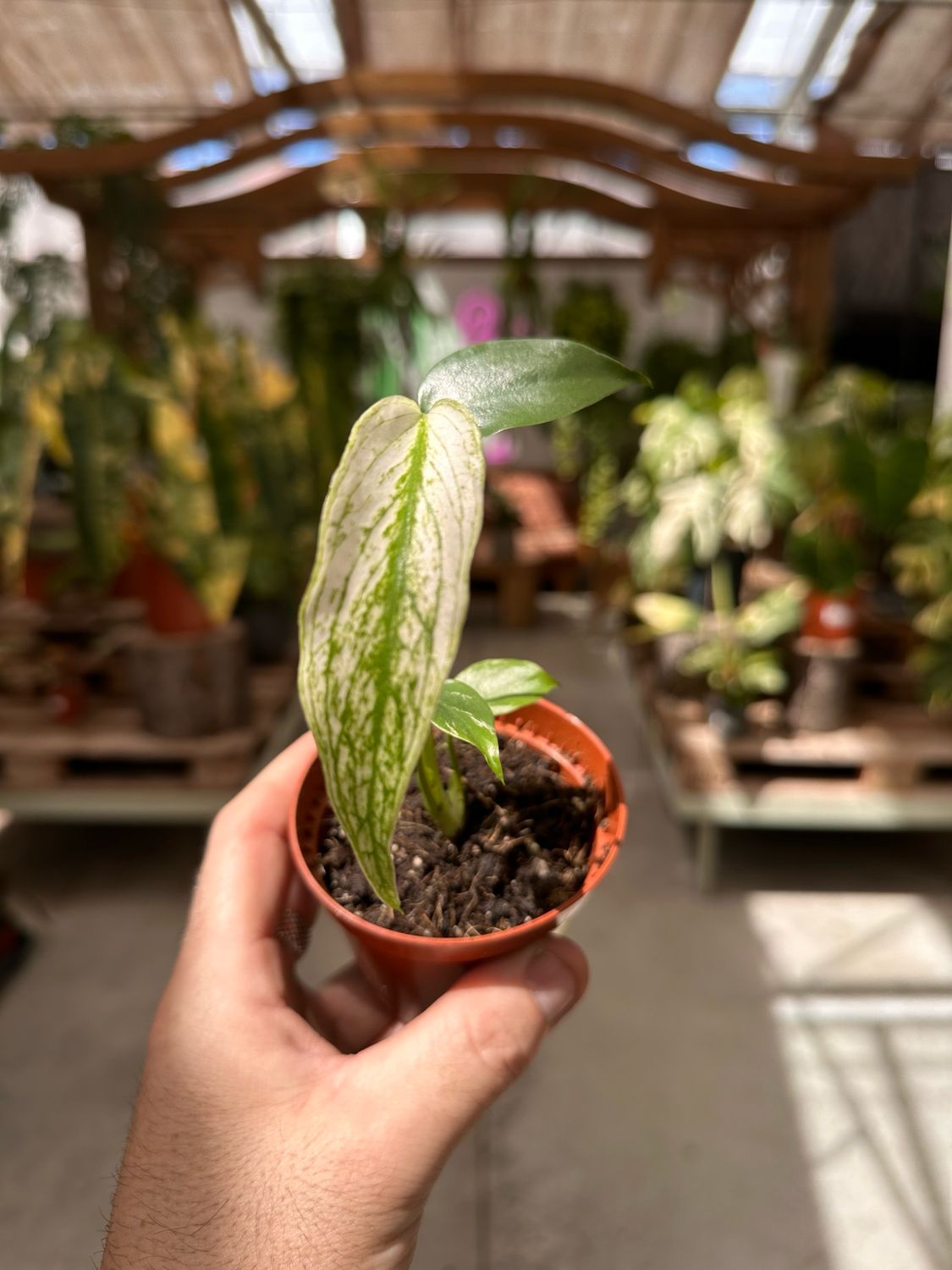 Monstera Devil Monster vaso cm 8