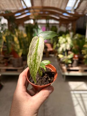 Monstera Devil Monster vaso cm 8