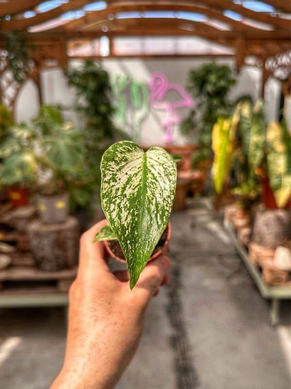 Monstera Devil Monster vaso cm 7