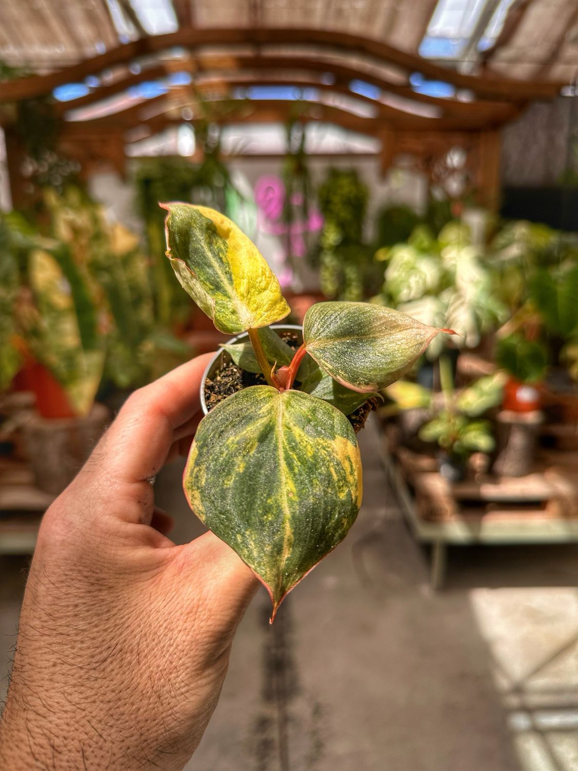 Philodendron gloriosum tricolor vaso cm 5,5