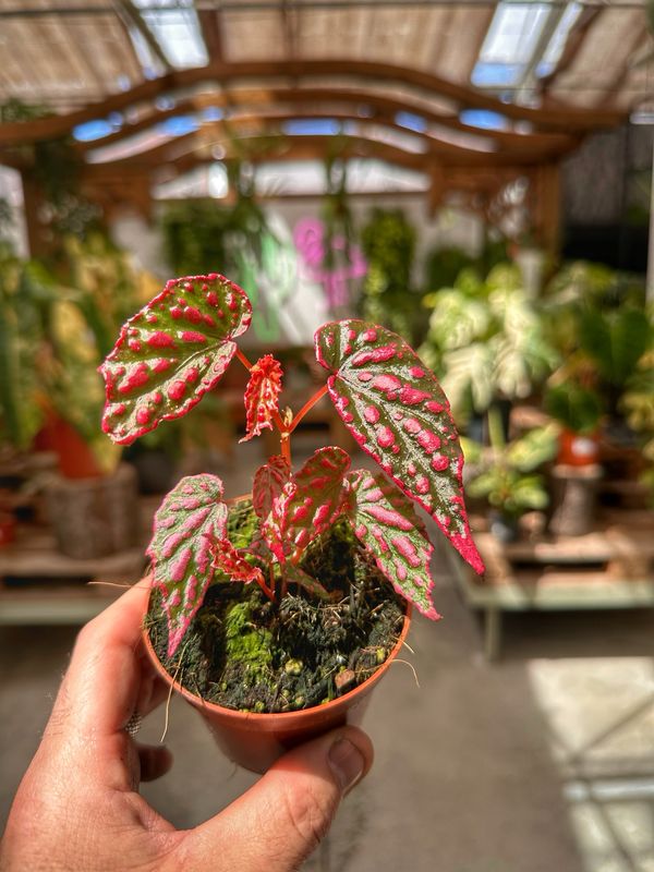 Begonia pink lady vaso cm 8