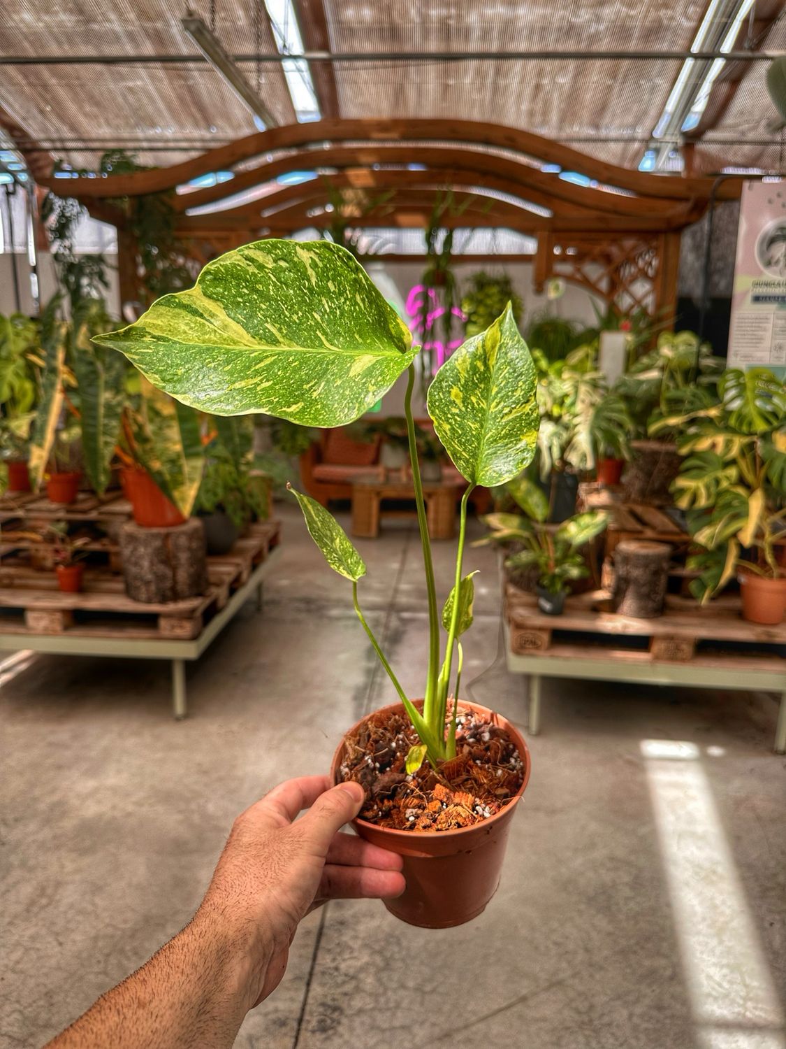 Monstera electrolyte vaso cm 14