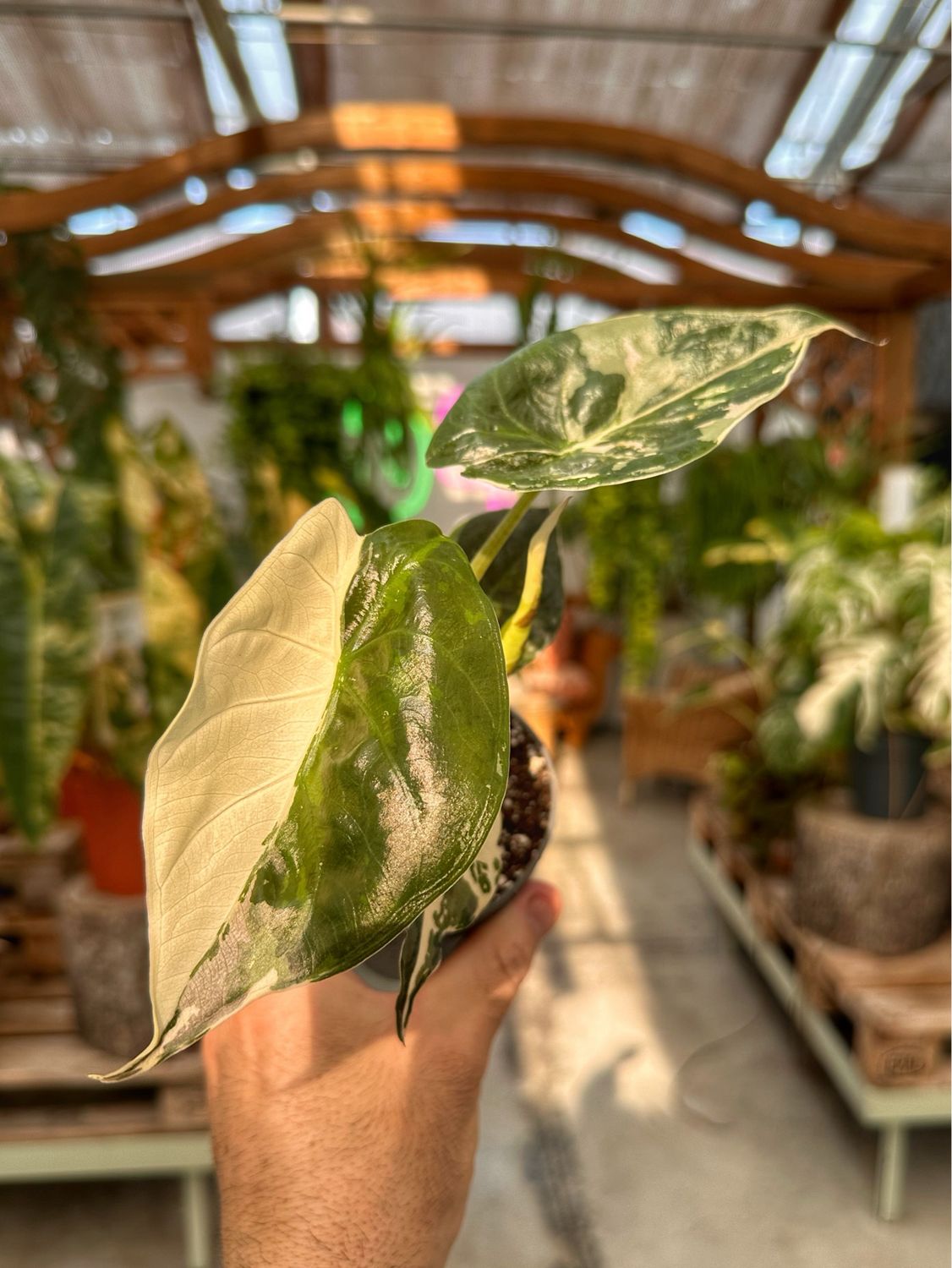 Alocasia wentii albovariegata vaso cm 9
