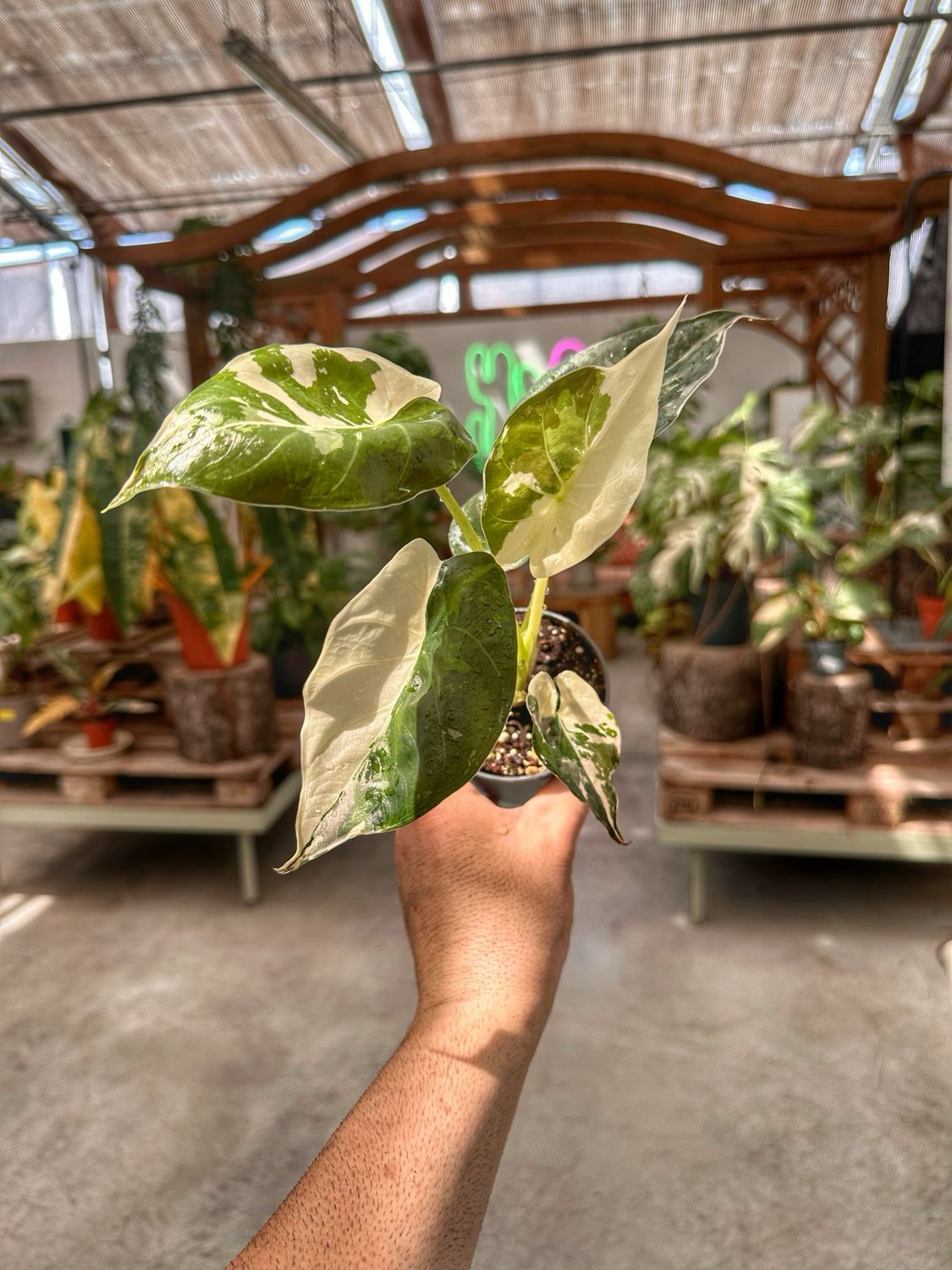 Alocasia wentii albovariegata vaso cm 9