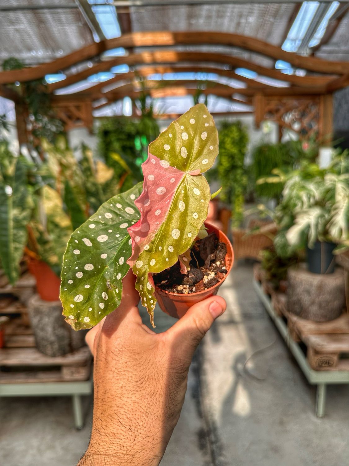 Begonia maculata variegata baso cm 8