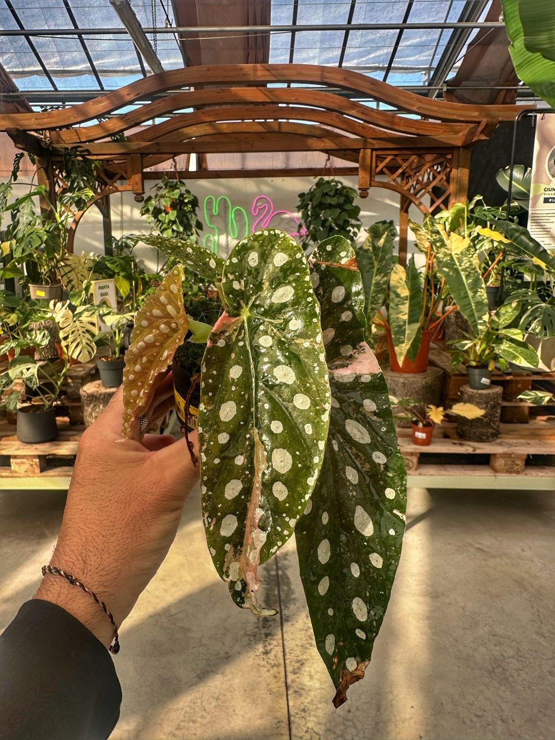 Begonia maculata variegata vaso cm 7
