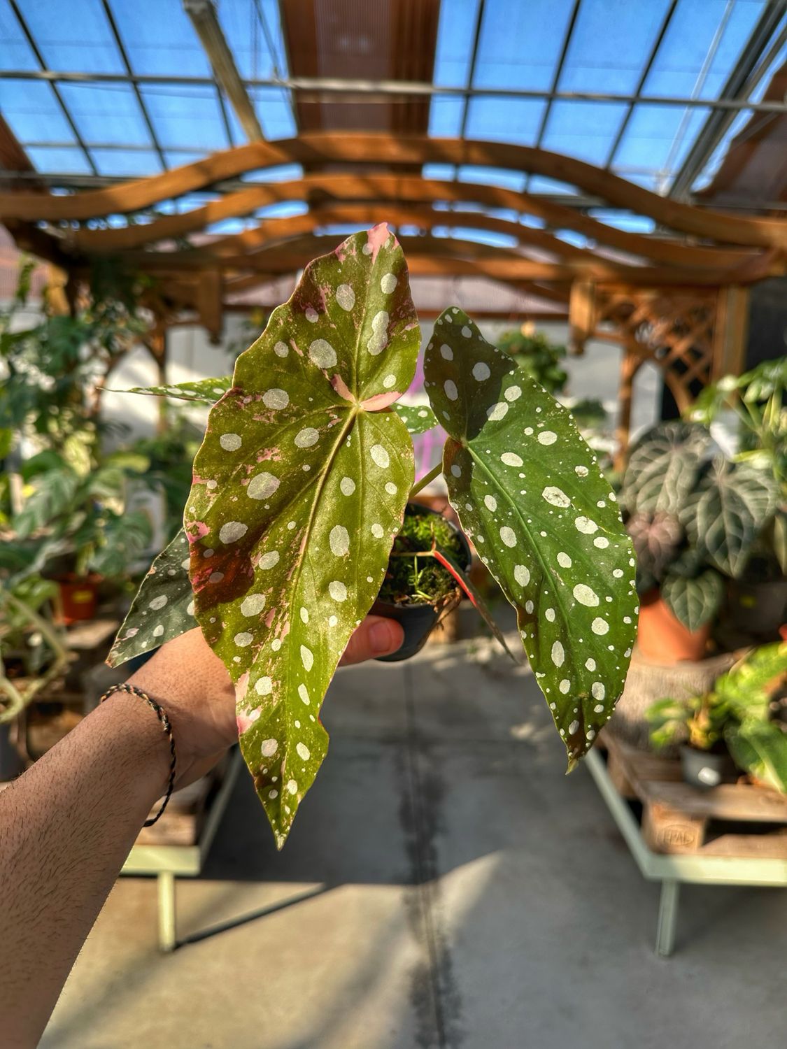 Begonia maculata pink variegata vaso cm 7