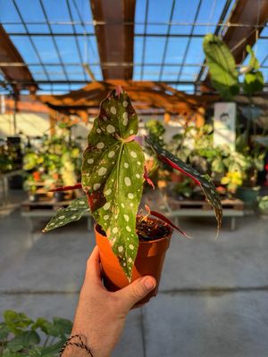 Begonia maculata pink variegata vaso cm 12