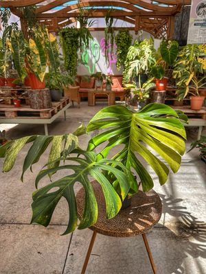 Monstera Jungle Mint foglie XL vaso cm 17