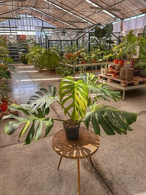 Monstera Jungle Mint foglie XL vaso cm 17