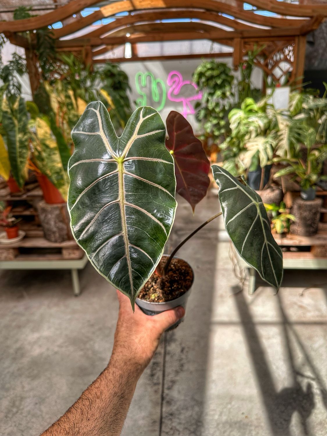 Alocasia longiloba purple vaso cm 12