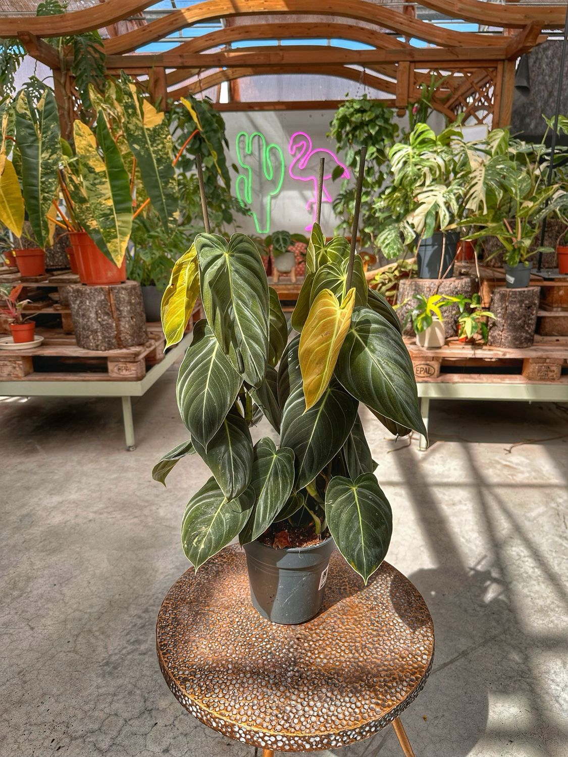 Philodendron melanochrysum L vaso cm 17